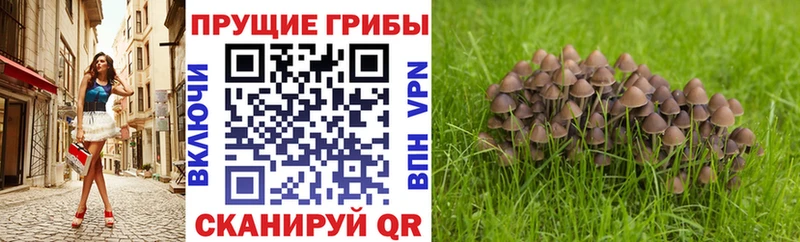 Псилоцибиновые грибы мухоморы  Шахты 